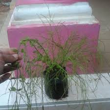 Maybe you would like to learn more about one of these? Jual Tanaman Kembang Air Mancur Bunga Merah Russelia Equisetiformis Perkebunan Di Carousell