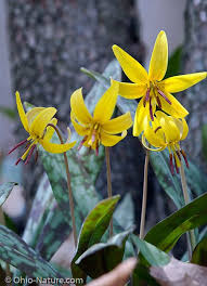 Garden answers is #1 downloaded gardening app with over 3,000,000+ users and counting, garden answers app is the most trusted. Yellow Trout Lily Flower Identification Wildflower Garden Yellow Wildflowers