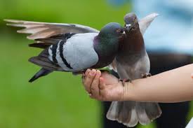 Le Pigeon Comme Animal De Compagnie