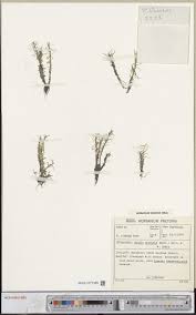 Image result for Rotala capensis