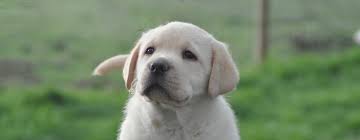 Labrador retriever puppies are great companions all around. Morndew Labradors Breed Train Love And Live Labradors