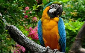 ¿cuáles son los mejores fondos de pantalla de animales? Animales Aves Loro Guacamayo Fondo De Pantalla 3840 2400 Fondo De Pantalla Hd Wallpaperbetter