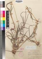 Image result for Digitaria seriata