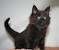 Black Norwegian Forest Cat Size