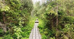 The bayerisher wald is a large forest in eastern bavaria that is a german national park. Der Bayerische Wald