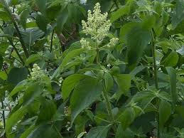 Image result for Hoslundia