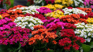 Their flowers grow in colorful clusters, creating a visually striking. Kalanchoe Blossfeldiana Red Pink Yellow Purple Flowers Background Stock Photo Picture And Royalty Free Image Image 124971923