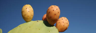 The prickly pear cactus is a plant or shrub, erect or creeping, which can reach 3 to 6m high and prickly pear varieties differ mainly according to the characteristics of their fruits, which are those to know the user's browsing experience. My Guide To Eating Prickly Pears In Italy