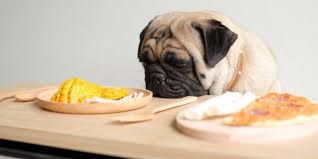 Just like the above orijen dry dog food, wellness core contains real meat such as turkey, chicken, and various fish sources such as salmon, whitefish, and hearing. How To Choose The Best Dog Food For Pugs Dogexpress