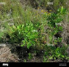 Image result for Nidorella ivifolia