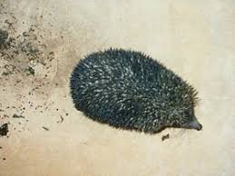 (m) means that a noun is masculine. Talk Hedgehog Wikipedia
