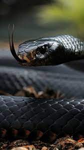 Year Top Dangerous And Fabulous Anaconda Snake Wallpapers Snake Wallpaper Black Mamba Snake Viper Snake