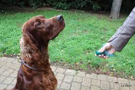 Adopter Un Chien Les Idees Recues Sos Veterinaires