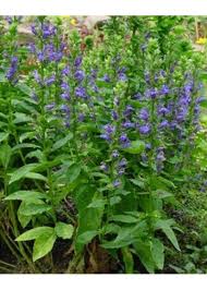 Image result for Lobelia dissecta