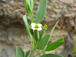 Image result for Montinia