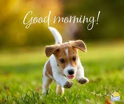 We did not find results for: 50 Good Morning Pics That Will Make Your Day Morning Pictures Good Morning Animals Good Morning