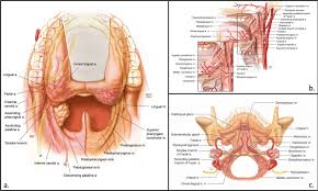 Image result for tonsilla palatina