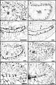 Image result for Suaeda sp. B