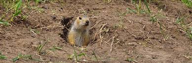Locate the gopher holes that are the most prominent, stuff paper down all of the holes except one central hole. How To Get Rid Of Gophers Diy Gopher Control Products Solutions Pest Lawn