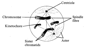 This characteristic is unique to animal cells as they are. Ncert Exemplar Class 11 Biology Chapter 10 Cell Cycle And Cell Division Learn Cbse