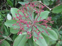 Image result for Synadenium