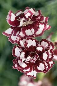 Best Plants For Allergies How To Fight Allergies Naturally With Plants Pink Dianthus Plants Beautiful Flowers