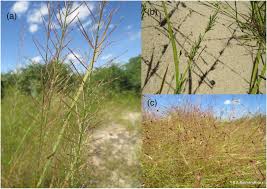 Image result for Hyperthelia dissoluta