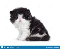 Black And White Persian Cat Black And White Persian Kitten On White White Persian Kittens Persian Kittens Kittens