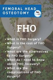 Femoral Head Osteotomy Fho For Dogs Topdog Health Surgery I Need To Know Orthopedic Surgery