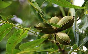 We did not find results for: Pacanier Carya Illinoinensis L Arbre De La Noix De Pecan