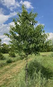 Image result for Prunus serotina