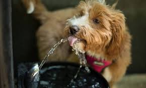 Don't see your favorite business? Pets Vets Animal Clinic Home Facebook