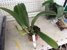 Image result for Bulbophyllum schinzianum