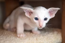 Adopt a kitten, save a life! Oriental Shorthair Cat Breed Information Characteristics Daily Paws