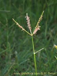 Image result for Digitaria nitens
