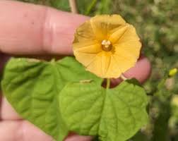 Image result for Ipomoea tuberculata