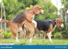 Two Purebred Beagle Dog Making Love and Sex Stock Image - Image of breed,  mate: 83121615