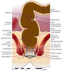 Ziehen sie nun den fuß nach hinten zum po, drücken sie das becken leicht nach vorne und halten sie die knie zusammen. Hamorrhoiden Wikipedia