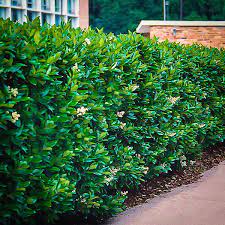 Check spelling or type a new query. Waxleaf Privet Shrubs For Sale Online The Tree Center