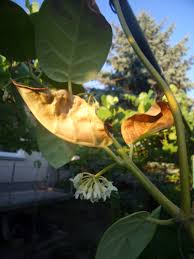 Image result for Marsdenia