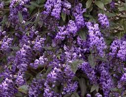 Image result for Hardenbergia comptoniana