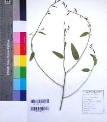 Image result for Maerua duchesnei