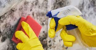 Actually, molds themselves are not toxic or poisonous. Mold In The Home How Big A Health Problem Is It