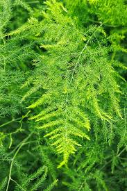 Image result for Asparagus setaceus