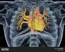 The thoracic cage refers to the skeleton of the thorax: Human Heart Rib Cage Image Photo Free Trial Bigstock