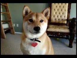 about any dog will bark but this is a list of dogs that bark less if your dog is barking a lot read articles to decrease barkin shiba inu shiba inu