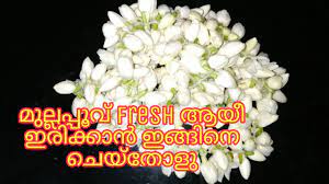 Apple cider vinegar & sugar — vinegar acts as an antibacterial agent while the sugar serves as flower food. How To Store Jasmine Flower Fresh In Fridge Youtube