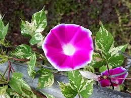 Image result for Ipomoea ephemera