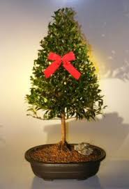 We did not find results for: Flowering Brush Cherry Christmas Tree Style Eugenia Myrtifolia