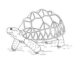 The tortoise coloring pages also available in pdf file that you can download for free. Burmese Star Tortoise Coloring Page By Mama Draw It Tpt